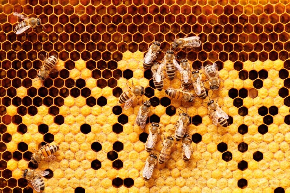 Co všechno produkují včely?