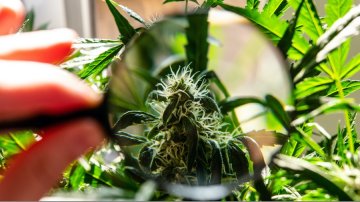 Uleví vám! Kanabinoidy CBD a CBG, jejich rozdíly a vlastnosti