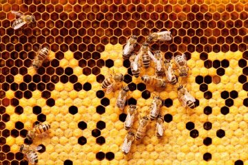 Proč jsou včely světovým bohatstvím? 6 tipů, jak jim pomoci nevyhynout + 3 včelí produkty pro zdraví