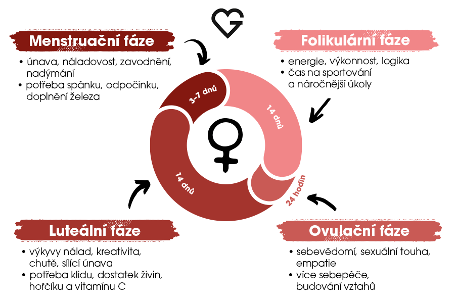 Menstruační cyklus, 4 fáze a jejich charakteristika - GOODIE